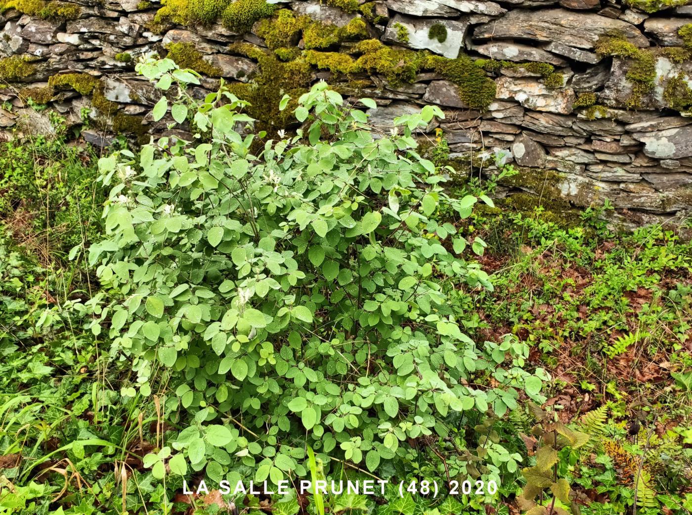 Honeysuckle, Fly plant